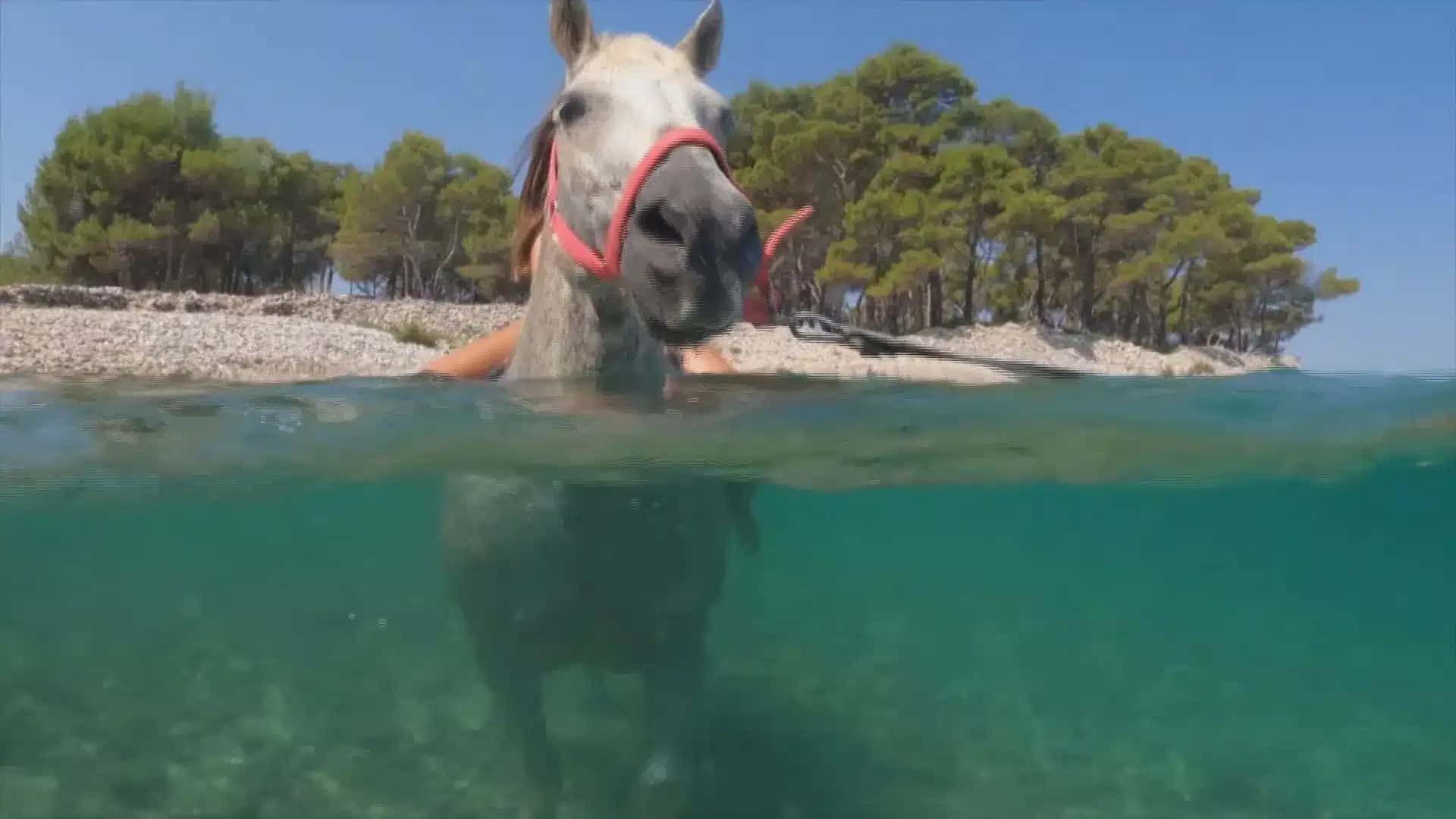 Cavalos nadam na Croácia para escapar do calor.