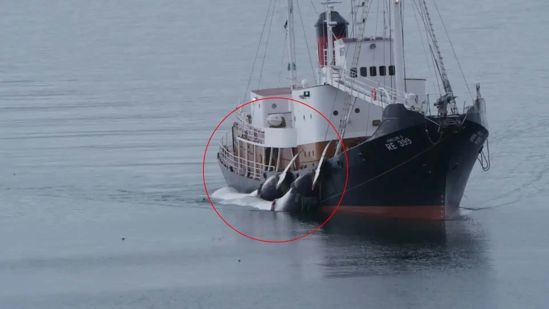 Navio baleeiro Hvalur chegando com duas baleias-fin amarradas