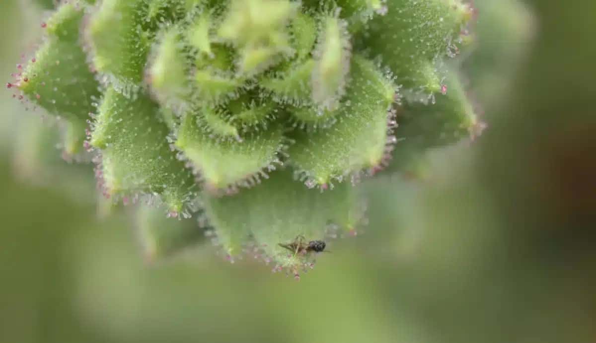 A planta Saxifraga candelabrum, em flor, captura insetos com seus pelos glandulares pegajosos