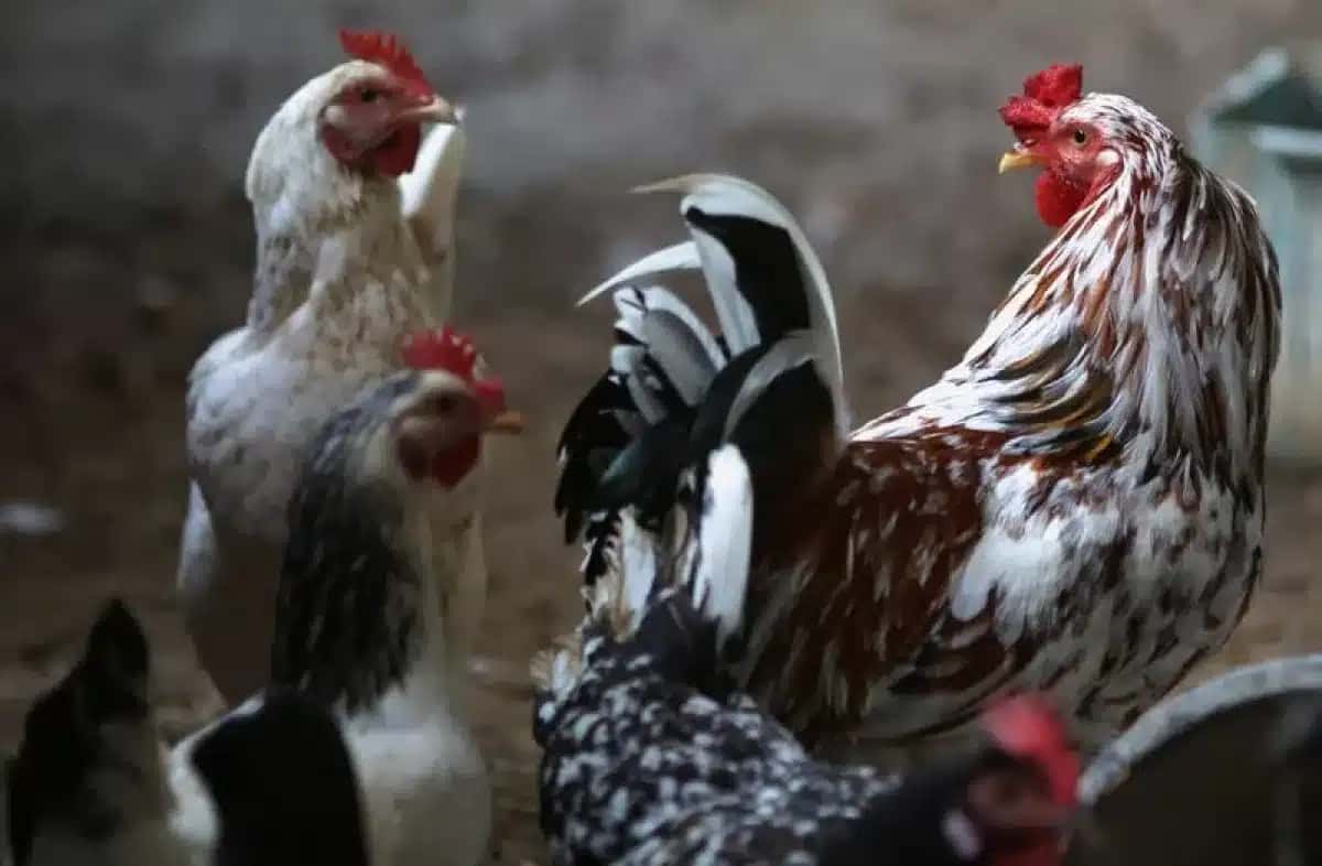 Galinheiro em fazenda de criação de aves privada no Rio de Janeiro