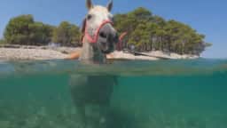 Turistas andam a cavalo na água na Croácia durante onda de calor na Europa