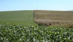 USDA aponta avanço nas lavouras de milho e soja nos EUA com 90% em fase de espigamento