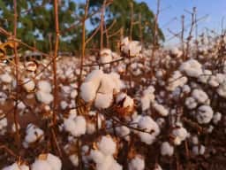 Colheita de algodão em Mato Grosso atinge 13,11% da área semeada e apresenta atraso em relação