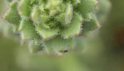 Cientistas da Universidade de Xangai revelam que planta carnívora Saxifraga candelabrum atrai