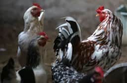 Tecnologia da GFS Foods reduz custos na produção de aves e suínos com inovação brasileira